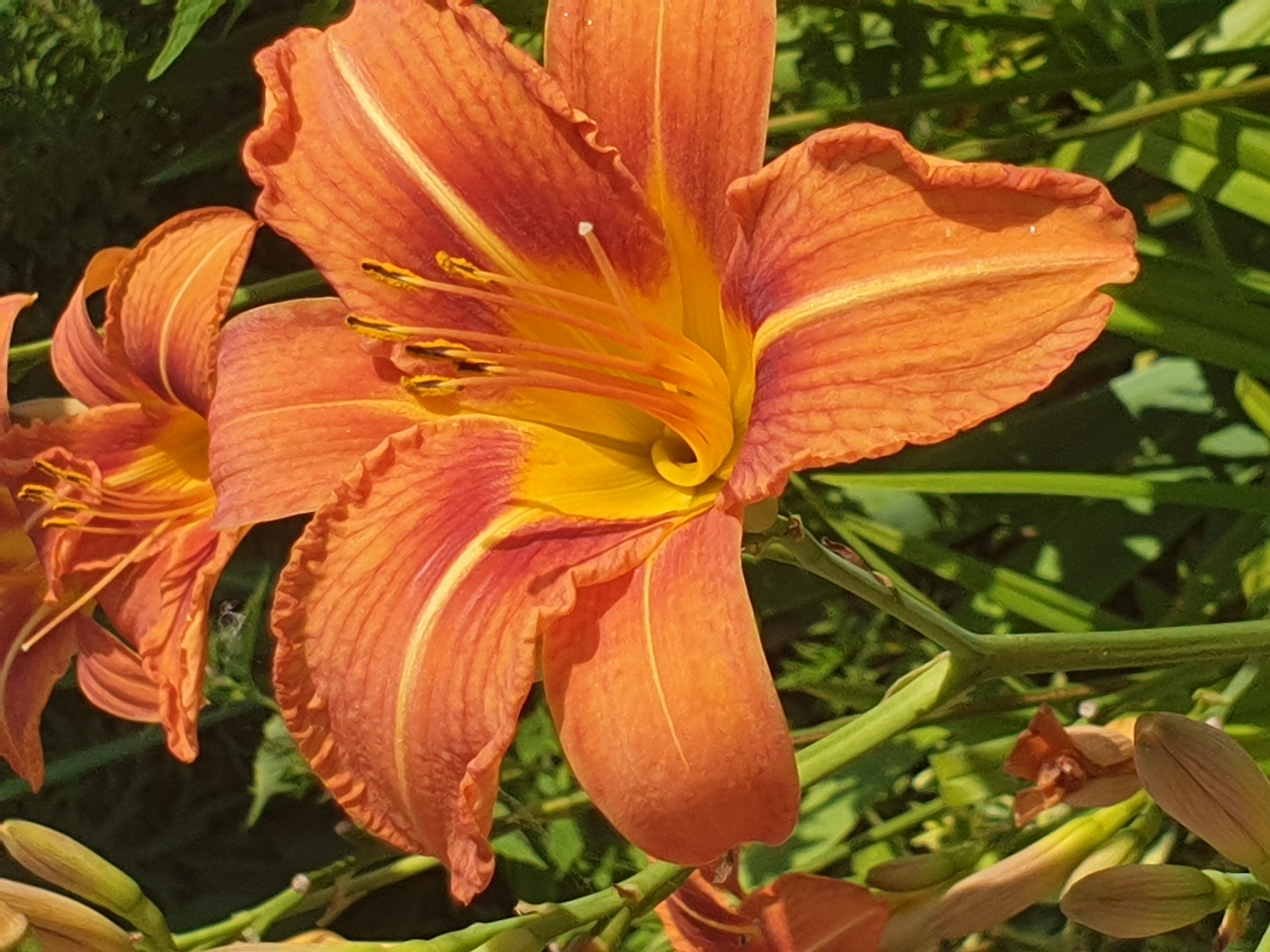 fleur orange, Suisse